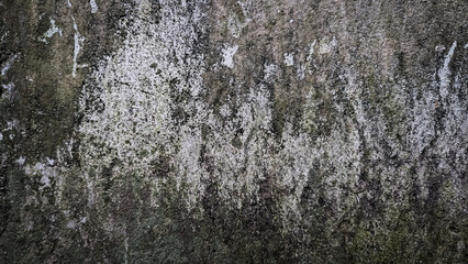 Weathered concrete wall texture with organic moss growth patterns. © Z.Graphikos