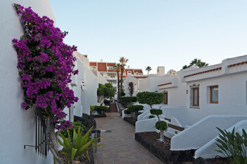 White resort walkway with blooming purple bougainvillea, Los Cristianos, Tenerife © Travel Faery