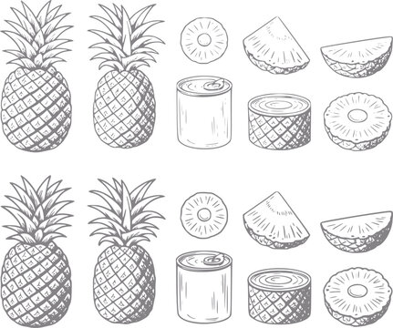 Colecci&oacute;n de pi&ntilde;as dibujadas a mano con frutas enteras, rodajas, trozos y pi&ntilde;a en conserva