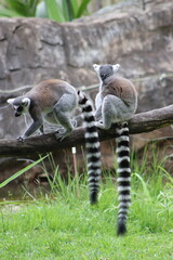 Fototapeta premium Ring Tailed Lemurs Sitting Together on Tree Branch