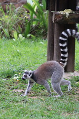 Fototapeta premium Ring Tailed Lemurs Sitting Together on Tree Branch