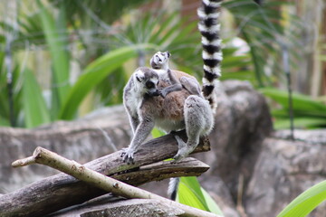 Fototapeta premium Ring Tailed Lemurs Sitting Together on Tree Branch