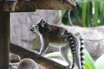 Fototapeta premium Ring Tailed Lemurs Sitting Together on Tree Branch