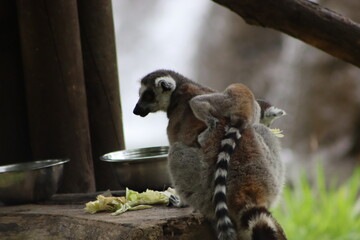 Fototapeta premium Ring Tailed Lemurs Sitting Together on Tree Branch