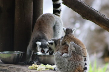 Fototapeta premium Ring Tailed Lemurs Sitting Together on Tree Branch