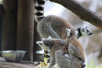 Fototapeta premium Ring Tailed Lemurs Sitting Together on Tree Branch