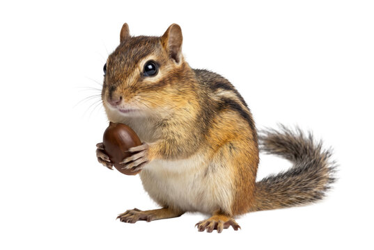 Eastern Chipmunk Holding an Acorn