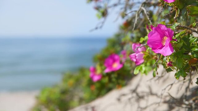 Vibrant rosehip flowers blooming near calm sea shoreline in soft morning light