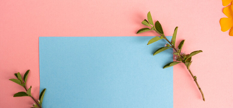 Marco bot&aacute;nico con ramas verdes sobre fondo rosa y papel azul con espacio para texto, composici&oacute;n minimalista