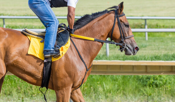 A Thoroughbred racehorse on a track with the rider standing up in the stirrups.