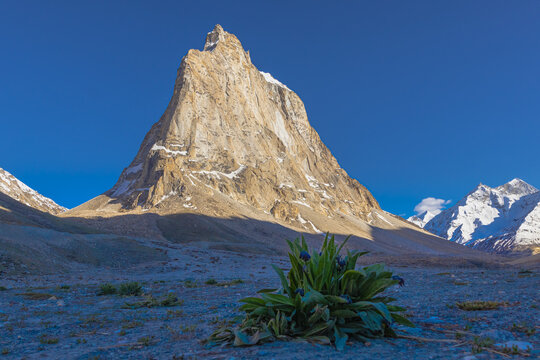 Gonbo Rangjon sacred himalayan mountain peak view with alpine wildflower plant foreground in Zanskar Ladakh beneath clear blue sky