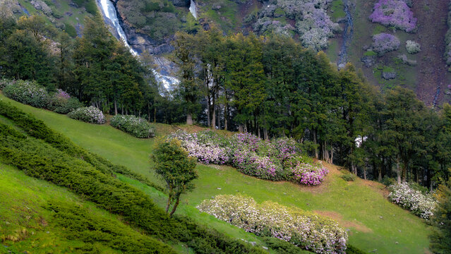 Himalayan mountain meadow view with blooming pink rhododendron bushes green pine forest and cascading waterfall in alpine wilderness