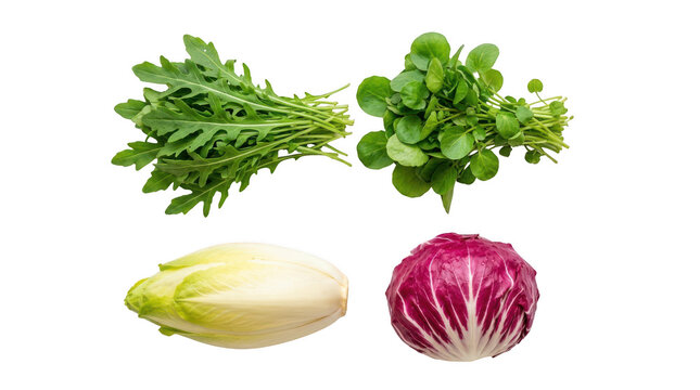 Fresh arugula rocket watercress endive and radicchio salad greens set