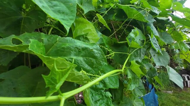Green Chayote Vine Leaves
