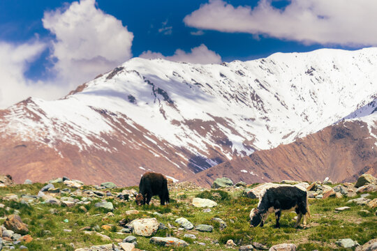Yaks Grazing on High Altitude Alpine Meadow with Snow Covered Mountain Range Under Blue Sky, Pastoral Landscape in Zanskar Ladakh India