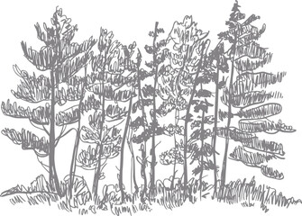 Obraz premium Un dibujo a mano que presenta un grupo de pinos altos juntos en un pequeño bosque