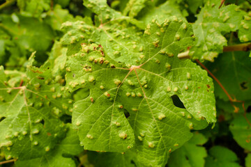Obraz premium Blistering on grape leaves caused by the parasitic Grape Erineum Mite (Colomerus vitis). Also known as Vine Pox Mites. 