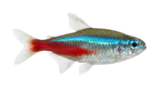 Vibrant Neon Tetra showcasing iridescent blue and red stripes