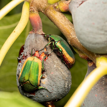 Close up view of figeater beetles eating a fig.