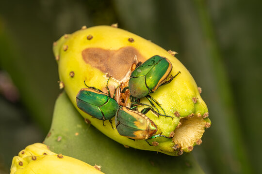 Closeup of figeater beetles feeding on tuna, the fruit of Opuntia cactus.
