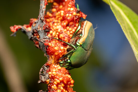 A figeater beetle feeding on a fig.