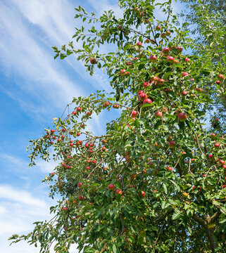 apple tree crown with ripe red apples, blue sky behind