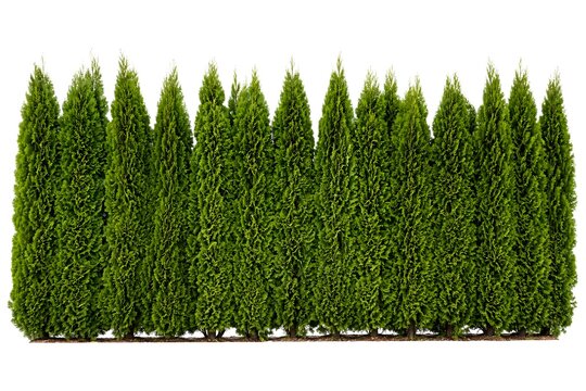 A row of tall green trees stands in a garden. The sun shines overhead. The trees create a privacy barrier for the homes behind them. They are well arranged and healthy