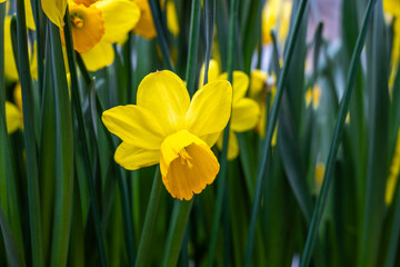 Fototapeta premium Keukenhof is a large park with immense tulip gardens, located between the towns of Lisse and Hillegom. The flowers of Holland (the Netherlands) are tulips, daffodils, and hyacinths.