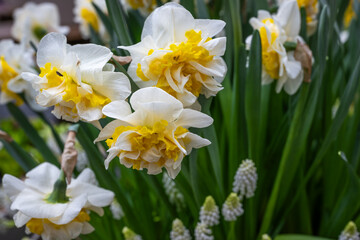 Obraz premium Keukenhof is a large park with immense tulip gardens, located between the towns of Lisse and Hillegom. The flowers of Holland (the Netherlands) are tulips, daffodils, and hyacinths.