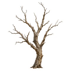Fototapeta premium A dead tree stands alone, showing its bare branches against a white background. The tree has no leaves and shows signs of age and wear