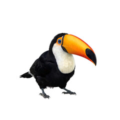 toucan bird in PNG image isolated on transparent background. © png image
