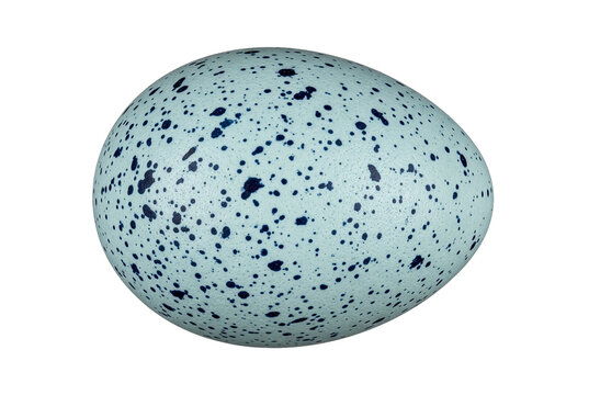 Pale blue speckled bird egg isolated on dark field