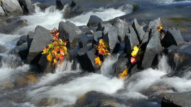 Autumn Leaves Flowing Downstream Over Jagged Rocks in a Rushing River.