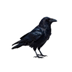 Obraz premium Crow bird in PNG image isolated on transparent background.
