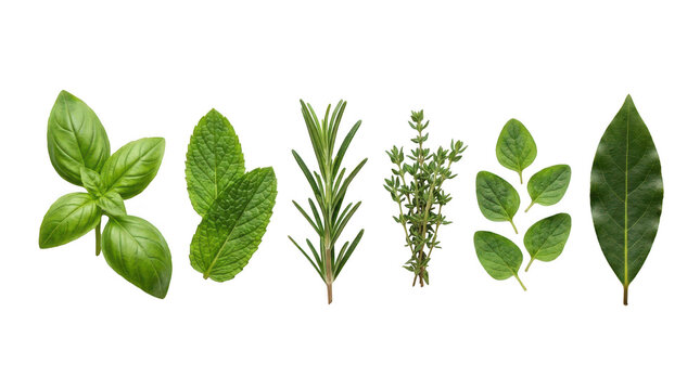 Fresh green culinary herbs including basil mint rosemary thyme oregano and bay leaf arranged in a row