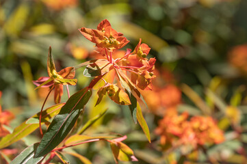 Fototapeta premium Fireglow spurge with orange and yellow flowers in a summer garden.