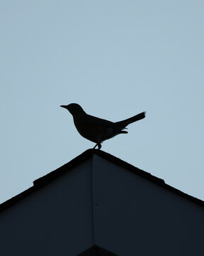 Silhouette of a songbird perched on a rooftop peak against a clear blue sky with ample copy space and minimalist composition.