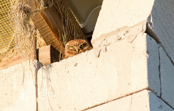 The little owl hides under the roof of the house