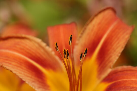Macro close-up of pollen-coated stamens of an Orange Daylily (Hemerocallis fulva) in bloom with vibrant orange petals and soft bokeh.