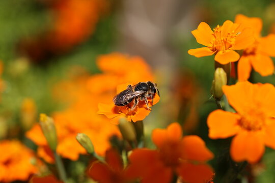 Close-up of a bee resting on vibrant orange French marigold flowers (Tagetes patula) in a sunny summer garden with soft bokeh.