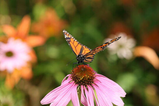 Monarch butterfly (Danaus plexippus) feeding on a Purple Coneflower (Echinacea purpurea) in a colorful summer garden.