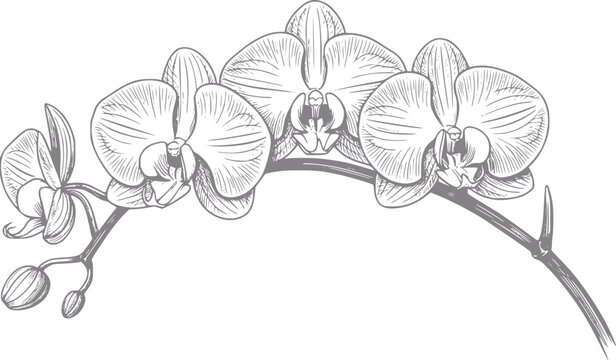 Dibujo a mano de una rama de orqu&iacute;dea phalaenopsis con flores abiertas y peque&ntilde;os capullos en gris