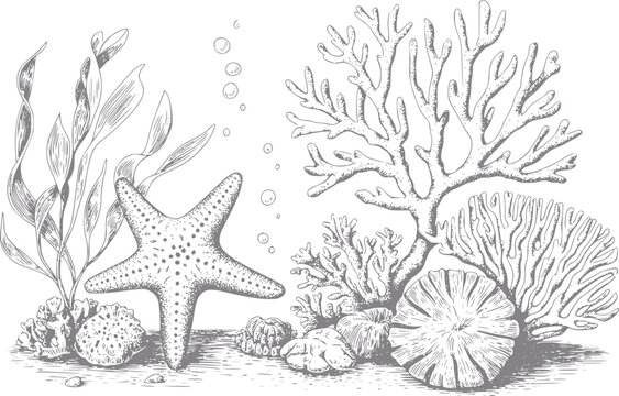 Dibujo a mano de una escena submarina con una estrella de mar, varios arrecifes de coral y plantas de algas