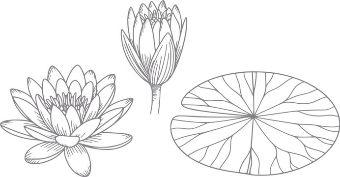 Ilustraci&oacute;n dibujada a mano de flores de loto en flor y una hoja de nen&uacute;far aislada sobre fondo blanco