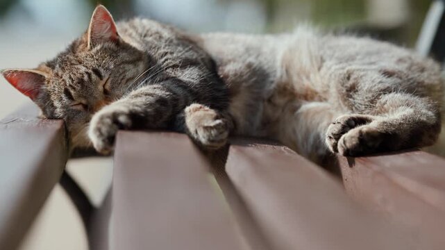 Tabby cat sleeping on wooden park bench. Domestic feline resting peacefully outdoors during sunny day. Cute pet relaxing in garden, tranquility and animal comfort concept.