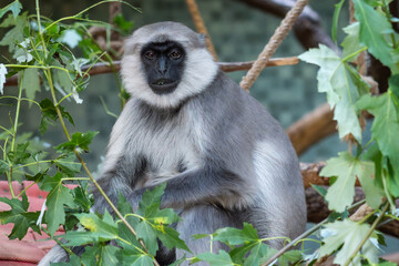 Hanuman Langur © Lucas