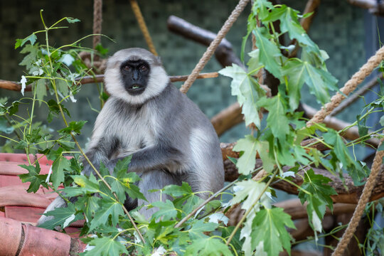 Hanuman Langur