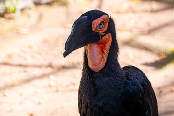 Southern Ground Hornbill © Lucas