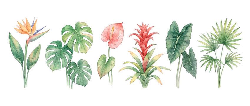 Tropical Flowers Watercolor Leaves Set with bird of paradise, monstera, anthurium, bromeliad, and palm foliage isolated on black background for exotic botanical design elements and decorative summer p