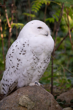 Snowy Owl